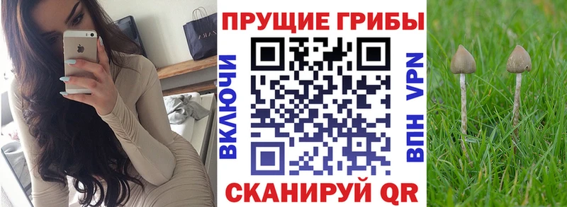 Псилоцибиновые грибы мицелий Приморск