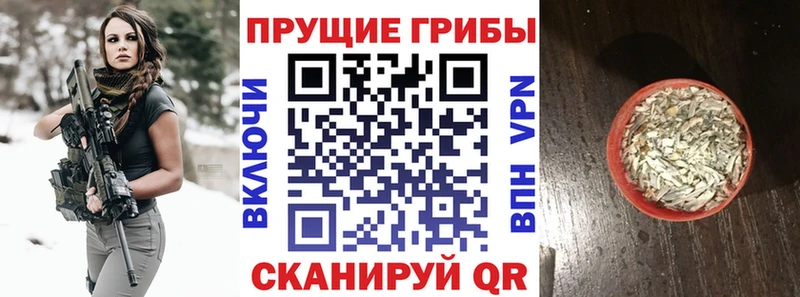 omg   Приморск  Галлюциногенные грибы MAGIC MUSHROOMS  купить наркотики сайты 